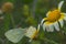 Butterfly small white on a flower of Arizona beggarticks.