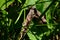 Butterfly smerinthus ocellatus moves on Leaves of Grass