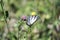 Butterfly with snow-white base colour boldly marked with black tiger-like stripes running from the leading edge of the forewings