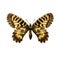 Butterfly - Southern Festoon