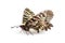 Butterfly - Southern festoon Zerynthia polyxena isolated on wh