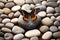 Butterfly on spa massage stones in the zen garden. Generative AI