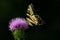 Butterfly on spear thistle