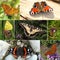 butterfly species pictures