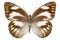 Butterfly species Appias libythea