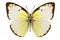 Butterfly species Catopsilia pomona
