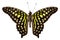 Butterfly species Graphium agamemnon