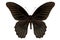 Butterfly species papilio memnon memnon