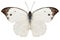 Butterfly species Pieris rapae