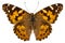 Butterfly species Vanessa cardui