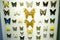 Butterfly Specimens