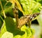 Butterfly Speckled Wood