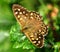 Butterfly Speckled Wood - Pararge Aegeria