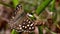 Butterfly - Speckled Wood, Pararge aegeria