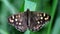 Butterfly - speckled wood, pararge aegeria
