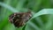 Butterfly - speckled wood, pararge aegeria