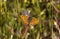 Butterfly On A Spike (Nymphalidae - Melitaea trivia)