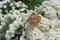 Butterfly on spirea bush in the garden, europe