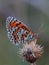 Butterfly - Spotted Fritillary (Melitaea didyma)