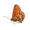 Butterfly - Spotted Fritillary (Melitaea didyma) on white