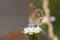 Butterfly with spotted wings seats on white flower