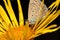 Butterfly with spotted wings on a yellow flower