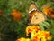 Butterfly, spring garden