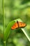 Butterfly from Sri Lanka