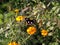 Butterfly standing on Flower for eating