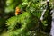 Butterfly standing on a lodge pole pine branch