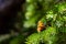 Butterfly standing on a lodge pole pine branch with copy space