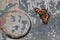 Butterfly on steel background - rusty metal and colorful insect