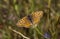 Butterfly On A Stem (Nymphalidae - Melitaea trivia)