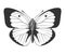 Butterfly stencil by hand drawing - vector