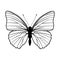 Butterfly stencil by hand drawing - vector