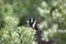 Butterfly in a stevia field