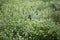 Butterfly in a stevia field