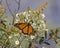 Butterfly Stock Photo and Image. Monarch Butterfly sipping or drinking nectar from a plant with a blur background and white