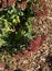 Butterfly Stonecrop, Ice Plant, Hylotelephium spectabile