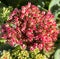 Butterfly Stonecrop, Ice Plant, Hylotelephium spectabile