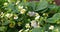 Butterfly on strawberry flower in the garden. Selective focus