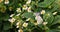 Butterfly on strawberry flower in the garden. Selective focus