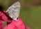 Butterfly Strephonota cyllarissus on flower close up photo - Macro photo of Strephonota cyllarissus specimen