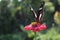 Butterfly sucking honey on flowers