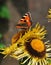 Butterfly sucking honey from yellow flower