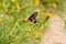 A butterfly sucking the juice of flowers, swallowtail