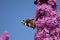 Butterfly sucking nectar on butterfly bush