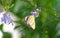 Butterfly sucking nectar from a golden dewdrop flowers tree in the morning sunlight