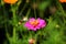 Butterfly is sucking nectar from pink flower