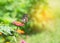 Butterfly is sucking nectar from pink flower